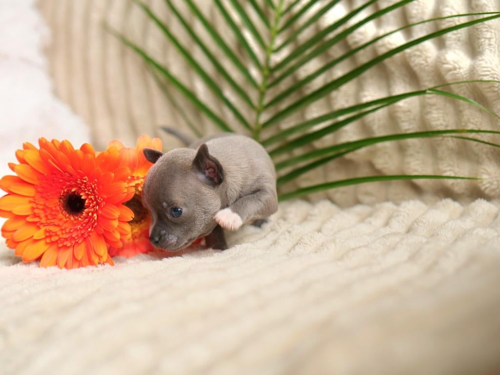 🩵 Prachtig T-cup chihuahua pup puppy mag nestje verlaten 🩵, Dieren en Toebehoren, Honden | Chihuahua's en Gezelschapshonden
