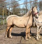 Grijp je kans 2  Palomino Welsh sectie C merries., Merrie, C pony (1.27m tot 1.37m), Met stamboom, 3 tot 6 jaar