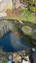 Koikarpers  35-40 cm, Tuin en Terras, Vijvers, Ophalen of Verzenden