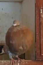 ..GADIDANO DOFFER 'S.., Mannelijk