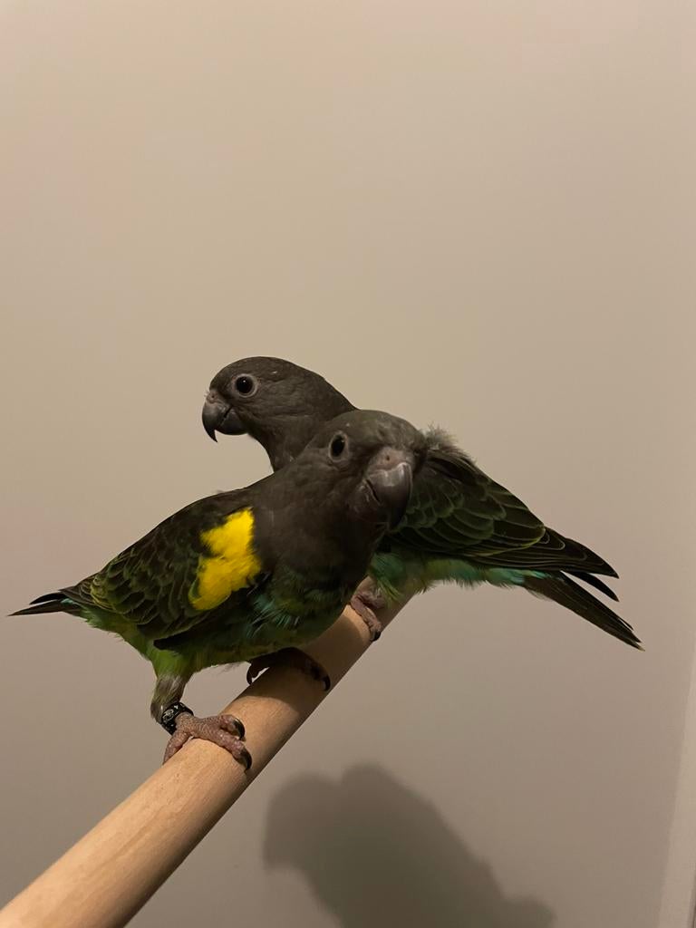 Leuke lieve tamme jonge Meyer papegaaien!, Dieren en Toebehoren, Vogels | Parkieten en Papegaaien, Meerdere dieren, Papegaai