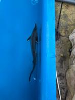 Steur voor flesje drank, Dieren en Toebehoren, Vissen | Vijvervissen, Steur