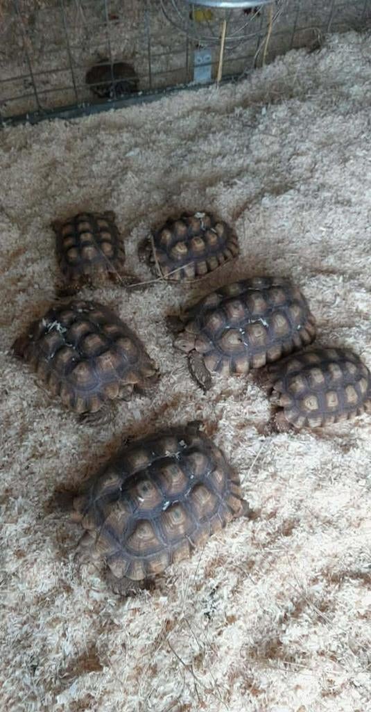 Te koop enkele sulcata schildpadden Tortoise - female for sale from Matthijs gijsbers