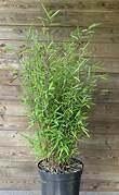 Fargesia nitida (bamboe, niet‑woekerend), Vaste plant, Bloeit niet, Halfschaduw, Ophalen