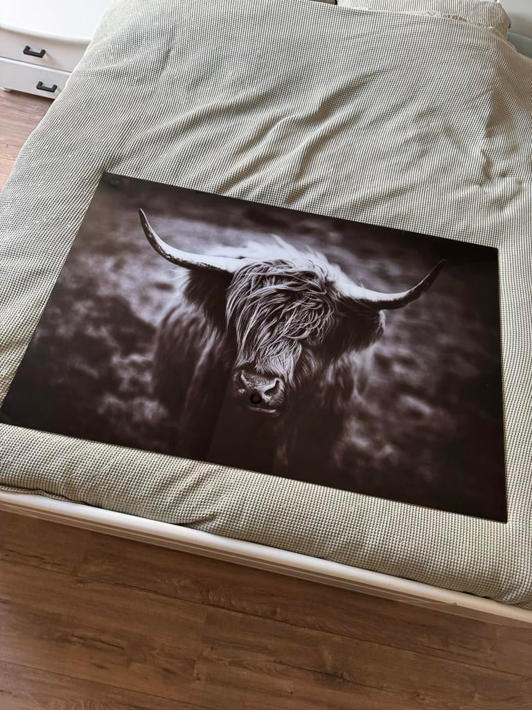 Glazen Schilderij Schotse Hooglander Zwart-Wit, Ophalen, Zo goed als nieuw, Schilderij, 100 tot 125 cm