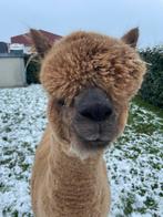 Alpaca’s, Dieren en Toebehoren, Mei, Vrouwelijk