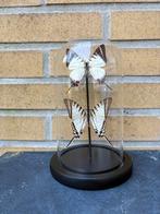 Geprepareerde vlinders in een glazen stolp, Verzamelen, Ophalen of Verzenden, Insect, Opgezet dier