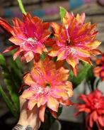 cactus - Epiphyllum Clarity’s HAPPY HIPPIE - zeldzaam !, Ophalen of Verzenden, Cactus, Volle zon, Minder dan 100 cm