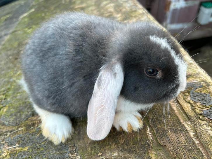 Jonge dwerg hangoortjes aangeboden, Dieren en Toebehoren, Konijnen, Dwerg, Meerdere dieren, 0 tot 2 jaar, Hangoor
