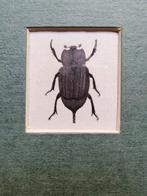 Franse kopergravure insect -Entomologie prent - 1799, Antiek en Kunst, Ophalen of Verzenden