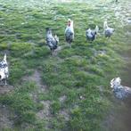 Appenzeller spitskuif, Dieren en Toebehoren, Meerdere dieren, Kip