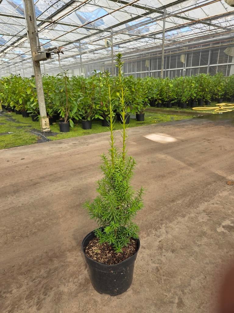 Taxus, Tuin en Terras, Ophalen of Verzenden, Taxus, Minder dan 100 cm