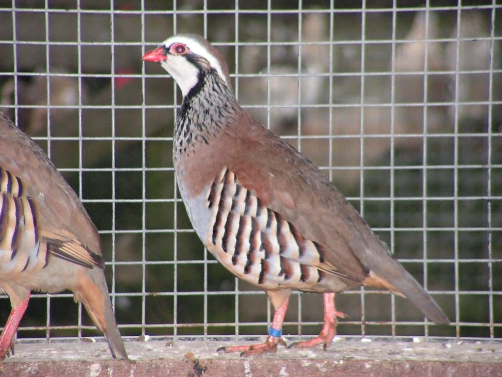 Verschillende patrijzen | Passend advies, Dieren en Toebehoren, Meerdere dieren, Overige soorten