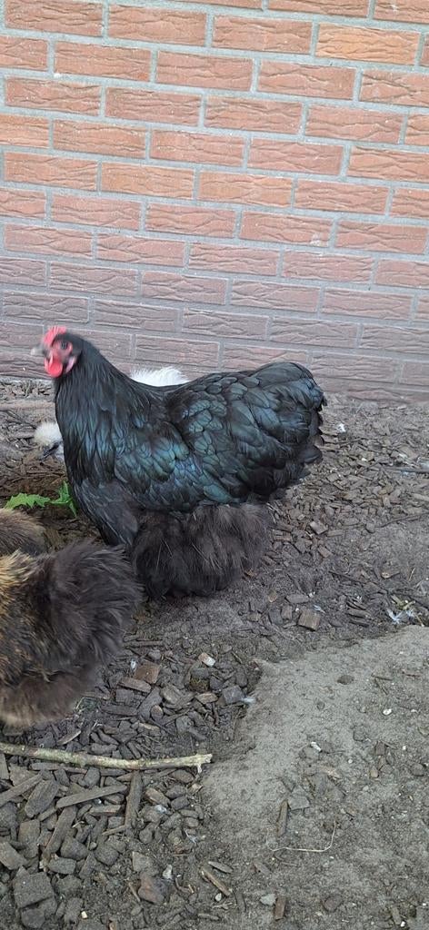 Orpington groot hen, Dieren en Toebehoren, Vrouwelijk, Kip