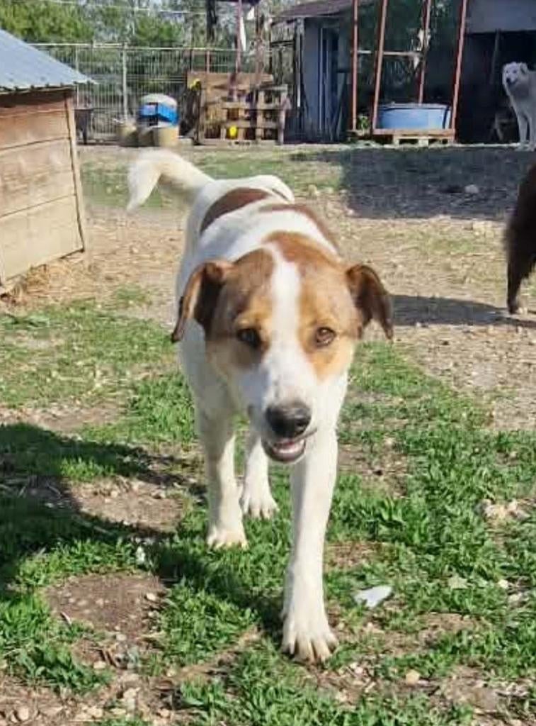 Cody zoekt baasje, Dieren en Toebehoren, Particulier, Reu, 1 tot 2 jaar, Buitenland