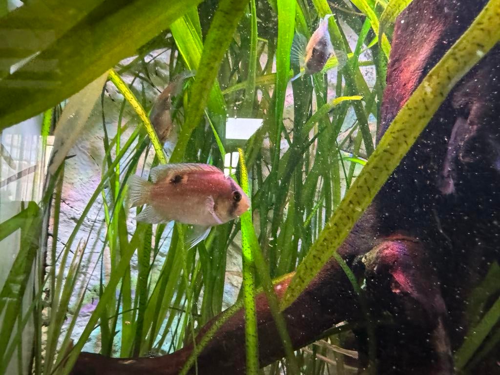 Sleutelgatcichliden, Vis, Zoetwatervis