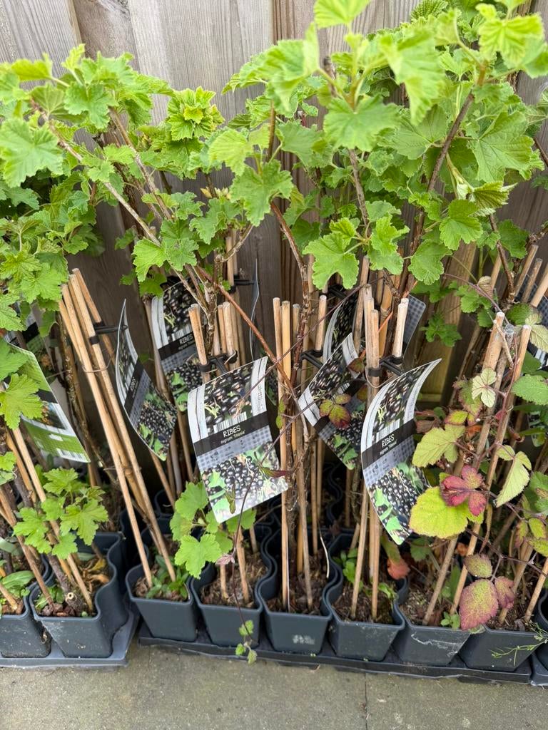 Zwarte bes, Ophalen, Minder dan 100 cm, Overige soorten, Zomer