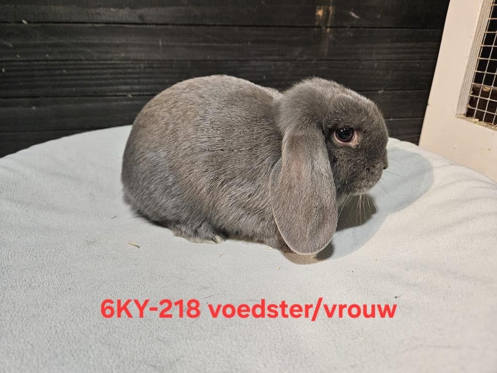 Mooie jonge en oude NHD's beschikbaar, Dieren en Toebehoren, Meerdere dieren, Dwerg, Hangoor