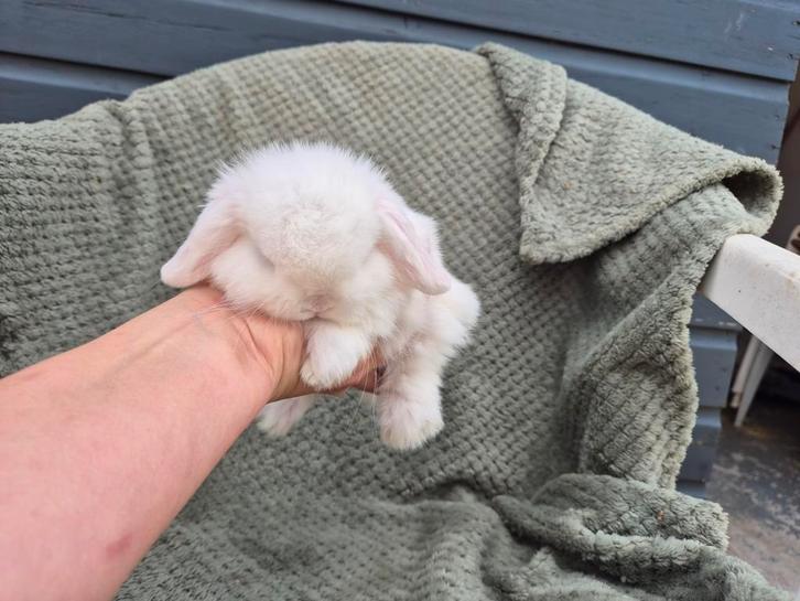 Schitterend zeer klein Raszuiver Minilop Voedstertje,, Dieren en Toebehoren, Konijnen, Dwerg, Vrouwelijk, 0 tot 2 jaar, Hangoor