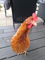 Legkip, Vrouwelijk, Kip