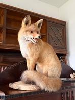 Mooi opgezette vos met prachtige bek en ogen taxidermie, Ophalen, Zo goed als nieuw, Wild dier, Opgezet dier