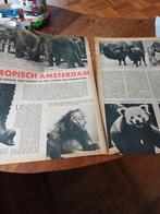 Artikel over dierentuin Artis Amsterdam tropisch 1956, Ophalen of Verzenden, Gebruikt