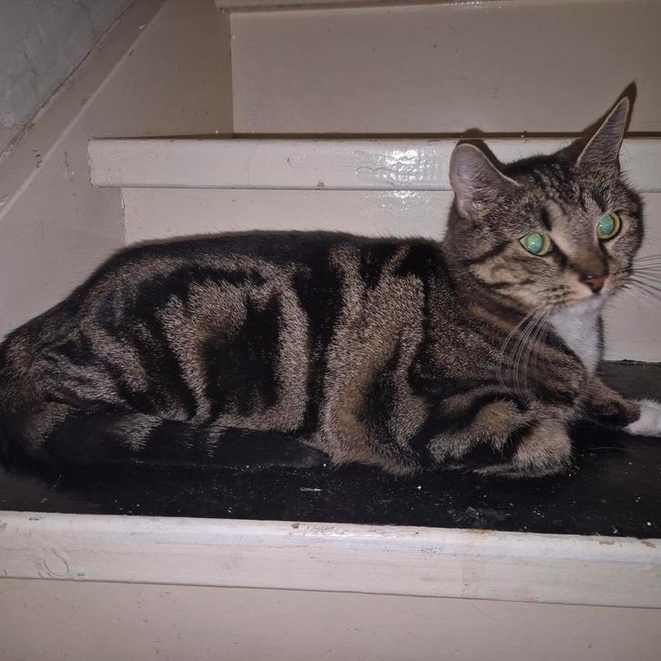 Kittens te koop, Dieren en Toebehoren, Katten en Kittens | Overige Katten, Meerdere dieren, 0 tot 2 jaar