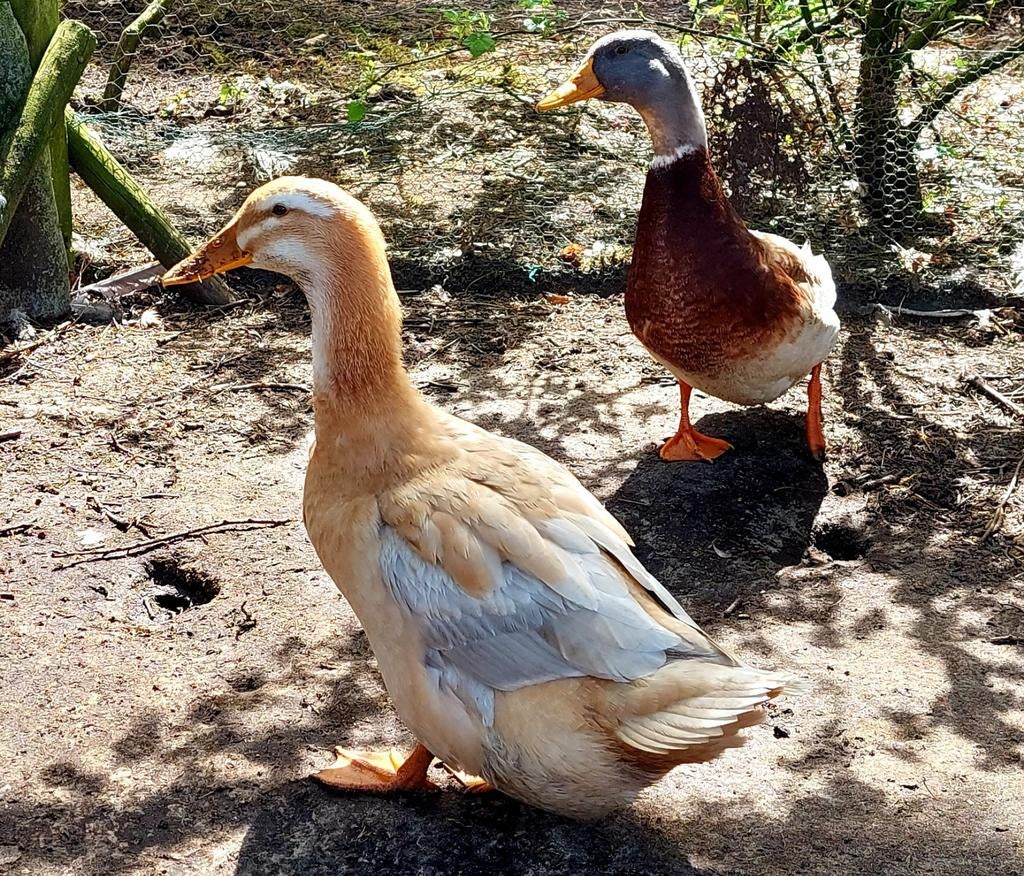 Broedeieren Saksen eend, Dieren en Toebehoren, Pluimvee, Geslacht onbekend, Eend