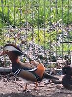 Mandarijneend man, Dieren en Toebehoren, Pluimvee, Mannelijk, Eend