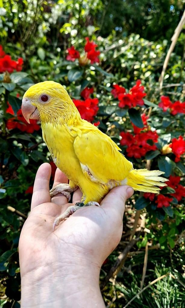 SUPER Tamme Baby Halsbandparkieten, Dieren en Toebehoren, Vogels | Parkieten en Papegaaien, Geslacht onbekend, Parkiet, Geringd