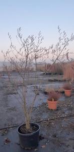 Grote meerstammige krentenboom Amelanchier 2.50 meter, Tuin en Terras, Planten | Bomen, Ophalen, Volle zon, Overige soorten