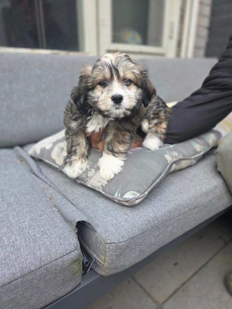 Boomer pups nog maar 3 reutjes, Overige rassen, 8 tot 15 weken, Parvo, Meerdere