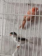 Een koppel kanaries van 2025, Meerdere dieren, Kleurkanarie