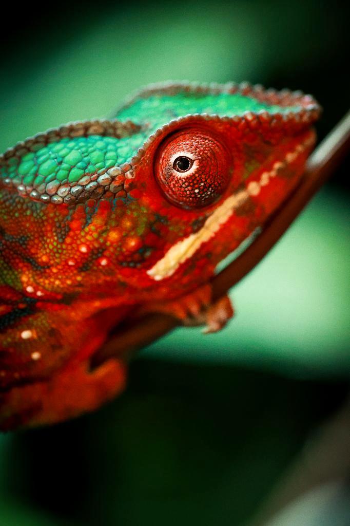 Furcifer pardalis - Panter kameleon Chameleon - female for sale from De Kaaiman