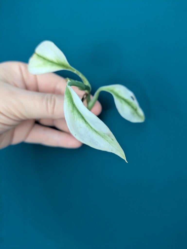 Scindapsus Swedish Ghost mint stekken, Huis en Inrichting, Kamerplanten, Ophalen of Verzenden, Halfschaduw, Minder dan 100 cm