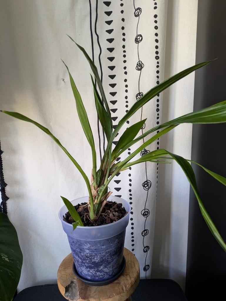 Orchidee, Ophalen, Halfschaduw, Minder dan 100 cm