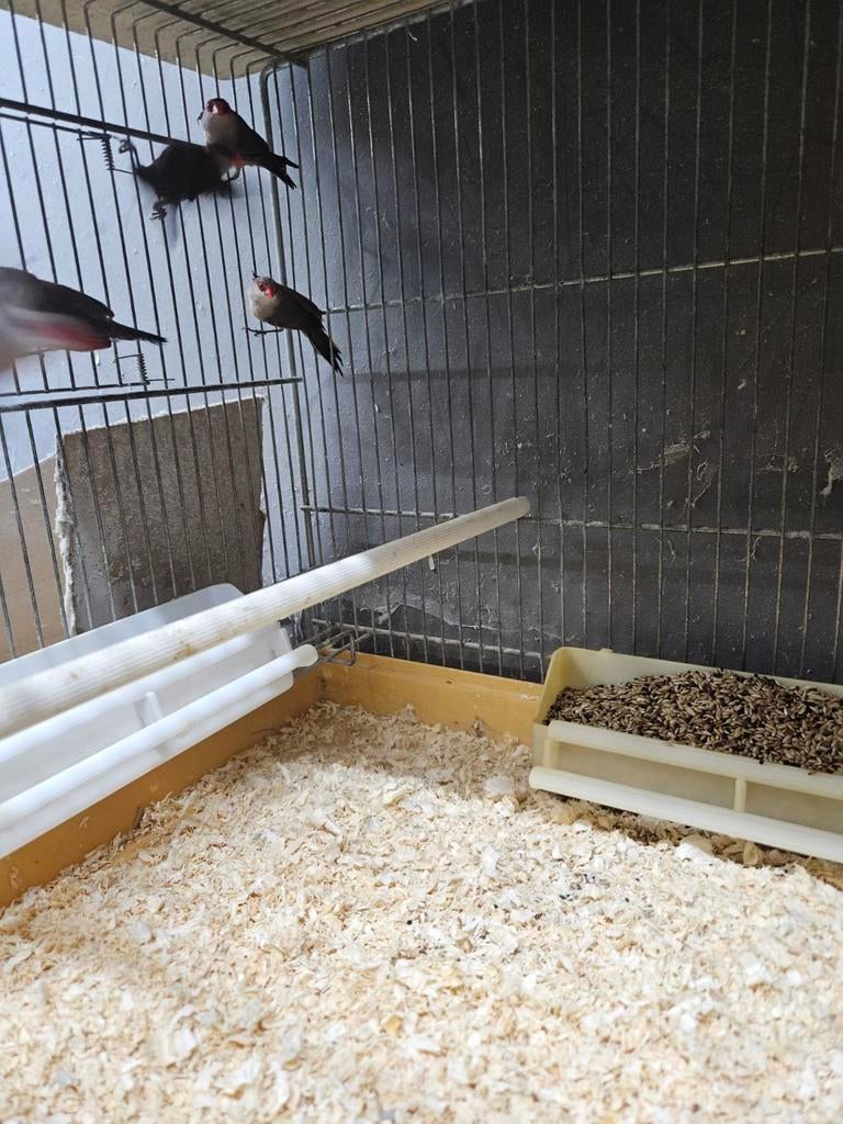 5-5 eleganten en 1-1 citroen parkieten, Dieren en Toebehoren, Meerdere dieren, Parkiet, Geringd