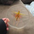 Gigantisch grote opgezette roze sprinkhaan opgezette dieren, Verzamelen, Ophalen of Verzenden, Nieuw, Vogel, Opgezet dier