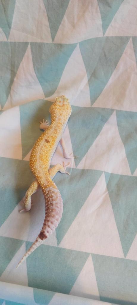 Diablo Blanco – Man, Dieren en Toebehoren, Reptielen en Amfibieën, Hagedis, 3 tot 6 jaar, Tam