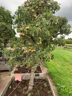 Oude perenbomen, Halfschaduw, Overige soorten, Lente, 250 tot 400 cm