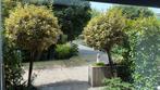 Groenblijvende olijfwilg bolbomen ca. 2.50-3.00m hoog, Tuin en Terras, Planten | Bomen, Halfschaduw, Lente, 250 tot 400 cm, Ophalen