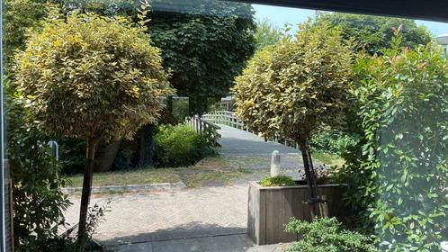 Groenblijvende olijfwilg bolbomen ca. 2.50-3.00m hoog, Tuin en Terras, Planten | Bomen, Bolboom, 250 tot 400 cm, Halfschaduw, Lente