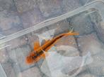 Koi., Dieren en Toebehoren, Vissen | Vijvervissen, Karper of Koi