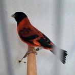 Kapoetsensijzen koppel 2025, Meerdere dieren, Geringd