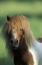 Gezelligschap pony gezocht, Ophalen of Verzenden