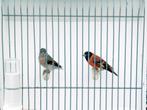 1-1-0 Kapoetsensijzen, Dieren en Toebehoren, Vogels | Overige Vogels, Meerdere dieren, Tropenvogel, Geringd