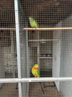 Barrabanden, Dieren en Toebehoren, Vogels | Parkieten en Papegaaien, Meerdere dieren, Parkiet