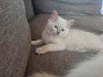Lilac sepia kittens, Meerdere dieren, Met stamboom