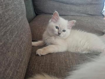 Lilac sepia kittens beschikbaar voor biedingen