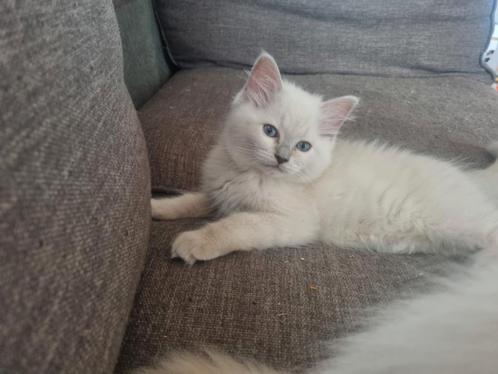 Lilac sepia kittens, Dieren en Toebehoren, Katten en Kittens | Raskatten | Langhaar, Meerdere dieren, Met stamboom